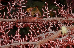 Raja Ampat 2016 - Oxycirrhites typus - Longnose hawkfish - Poisson faucon a long nez - IMG_5273_rc